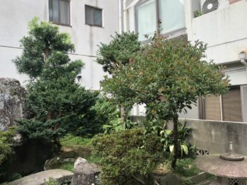 金沢市にて庭木剪定「夏の終わりにスッキリと」
